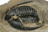 Diademaproetus Trilobite - Foum Zguid, Morocco #368619-2